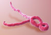 what is ebola? what are the symptoms of ebola | ebola victims what is ebola